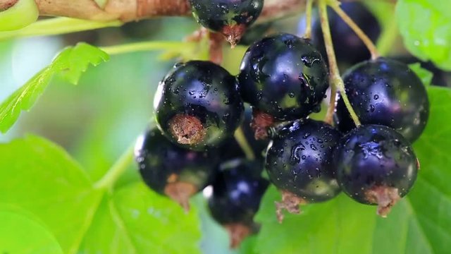 Black currant berries on a branch.