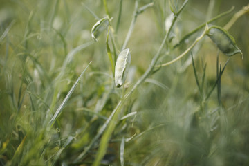 Grass pea (Lathyrus sativus) pods