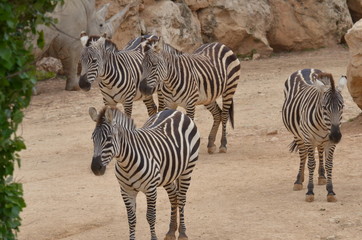 Fototapeta na wymiar зебры
