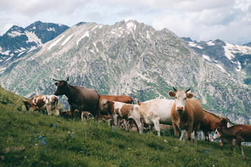Fototapeta na wymiar cows herd stands in the mountain valley at snowy peaks background