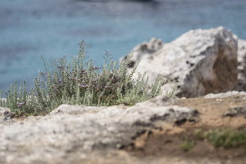 turquoise water in Spanish Menorca like in Caribbean, clear and perfect for swimming and bathing, detail macro view with green flora