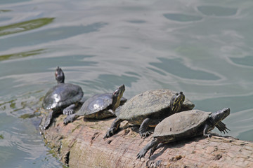 Rotwangen-Schildkröten
