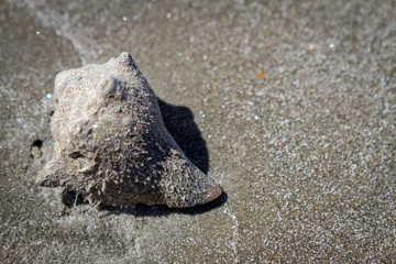 Hermit crab hiding in shell