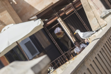 seagull sitting somewhere in the centre of old typical town in the middle of a sunny day