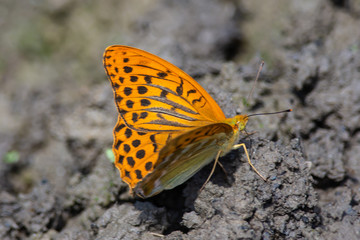 keizersmantel, Argynnis paphia 