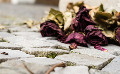 Close-Up of Purple Flower on Plant