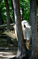 a white horse hides among trees