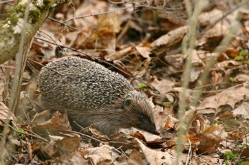 animal