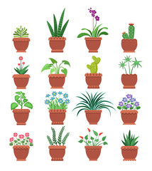 Browallia Clivia Collection Vector Illustration