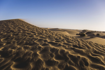 Fototapeta na wymiar maspalomas dunes, gran canaria, spain - summer evening time, wind is blowing the sand up, sunset and golden hour, dunes, perfect time, end of sunny day