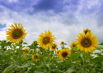 Photo of sunflower field on a sunny day. Blue sky with beautiful clouds.