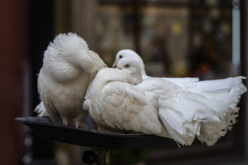 Three doves