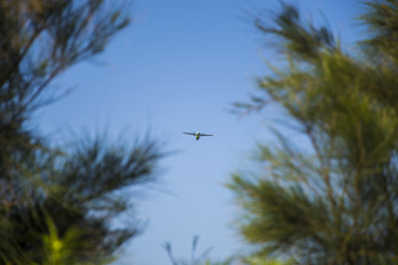 take off, cruising or landing of some airline aircraift in air, nearby airport, huge and safe option of transport, safest traveling