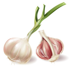 Vector set with sprouted head of garlic and half of bulb in peels, isolated on white background. Natural organic vegetable, agricultural root crop, spicy condiment, ingredient for eating and cooking