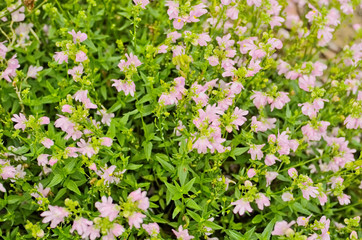 Obraz na płótnie Canvas Pretty blooming tiny light pink flowers are Nemesia denticulata Confetti ,has a scented little snapdragon-shape flowers often bi-coloured use as an ornamental flowering plant in containers and border.