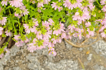 Pretty blooming tiny light pink flowers are Nemesia denticulata Confetti ,has a scented little snapdragon-shape flowers often bi-coloured use as an ornamental flowering plant in containers and border.
