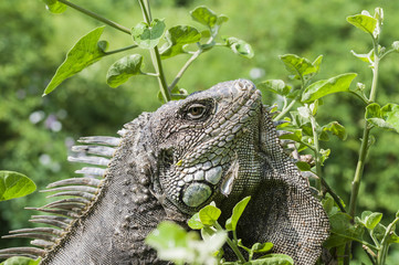Iguana, Iguanidae / Iguana in green leaves roof, South America, Ecuador.