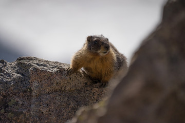 A Squirrel sitting on a rock near Lake Tahoe, Nevada