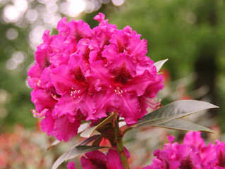 Pink rhododendron in the garden