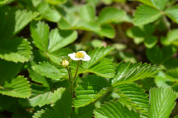 Wild strawberry flower