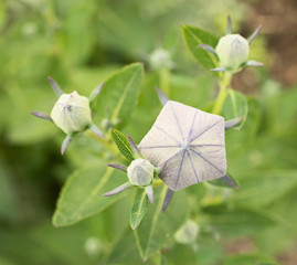 Impressive buds of balloon flower. 