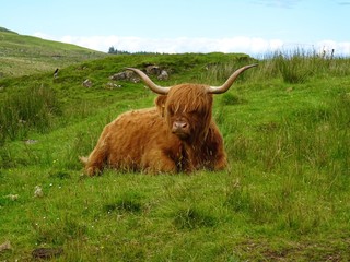 Highland Cattle