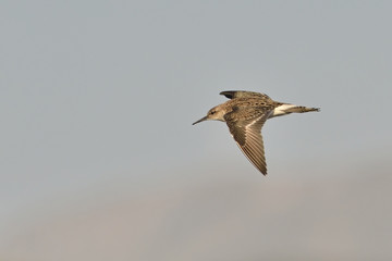 Ruff - Philomachus pugnax, Crete 
