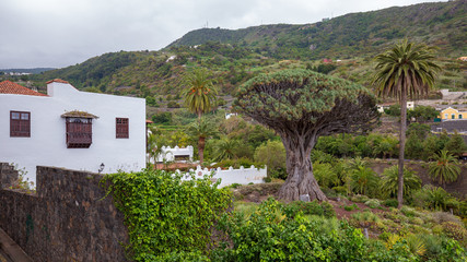 Fototapeta na wymiar Famous Dragon Tree „Drago Milenario“ in Icod de los Vinos, Tenerife, Canary Islands, Spain.