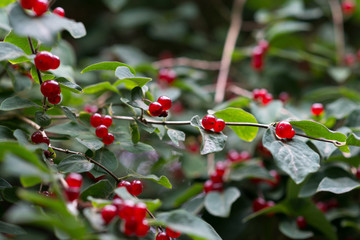 Honeysuckle forest, Lonicera xylosteum