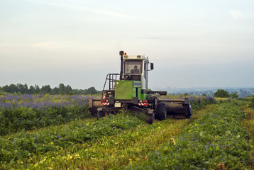 farmer at the harvesting combine mows the field of blooming lucerne on a summer evening..