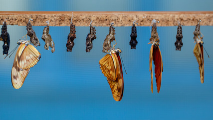 Hanging butterflies and cocoons in butterfly conservatory. Pupation of butterfly.