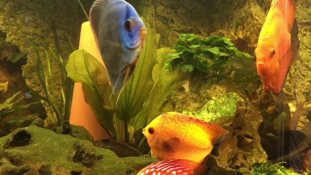 Diskusfisch, Diskusfische im Aquarium, Fische 