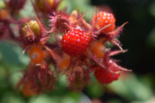 「Sommerfrucht」の画像 - 1,279 件の Stock 写真、ベクターおよびビデオ | Adobe Stock