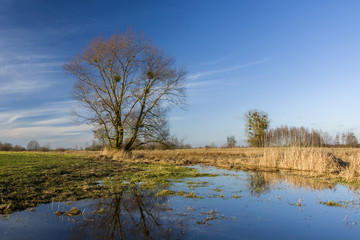 Leafless large tree and flooded meadow