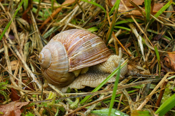 Weinbergschnecke im Gras