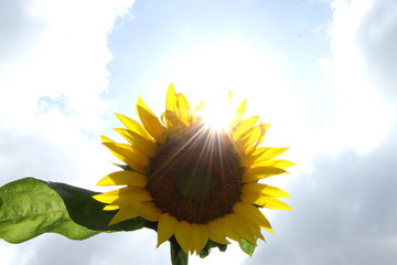 下から見上げるひまわり