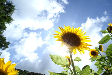 下から見上げるひまわり