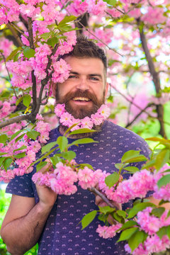 Man with beard and mustache on happy face near pink flowers. Blooming concept. Hipster enjoy spring with sakura blossom in beard. Bearded man with fresh haircut with bloom of sakura on background.