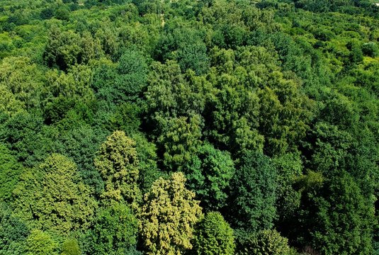 Aerial view on green deciduous forest during summer day © FStockLuk