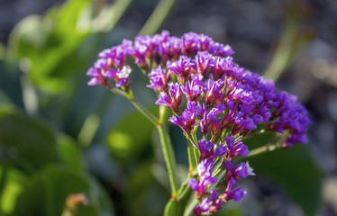 Obraz premium Unknown Flowers at the Stockade Botanical Park