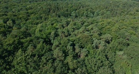 Aerial view on green deciduous forest during summer day