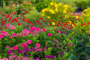 Fototapeta premium Colorful flowerbed in garden.
