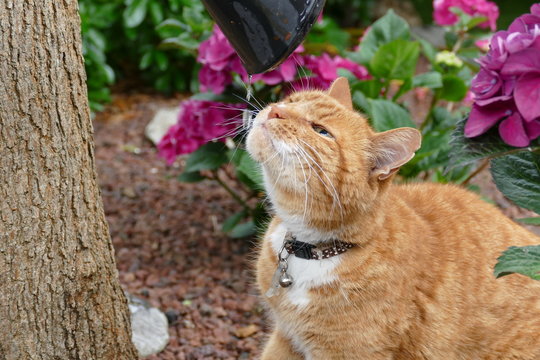 Chat buvant &agrave; l'arrosoir