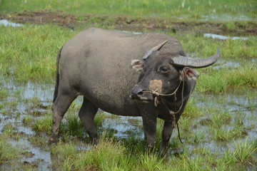 Fototapeta premium Buffalo 