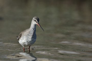 Spotted Redshank (Tringa erythropus), Crete 