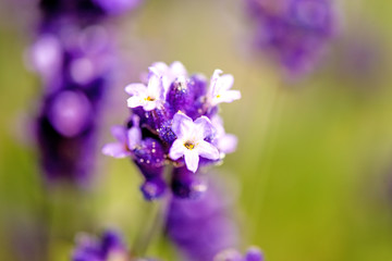 Fototapeta premium Lavender with blurred background