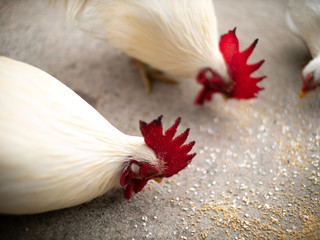 White Bantams  Eating Rice Food