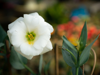White Lisianthus Flower Blooming