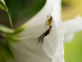 Spider is Taking The Insect
