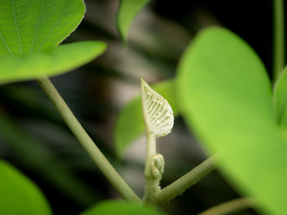 Rain Drops Perched on The Leaflet of Elephant climber